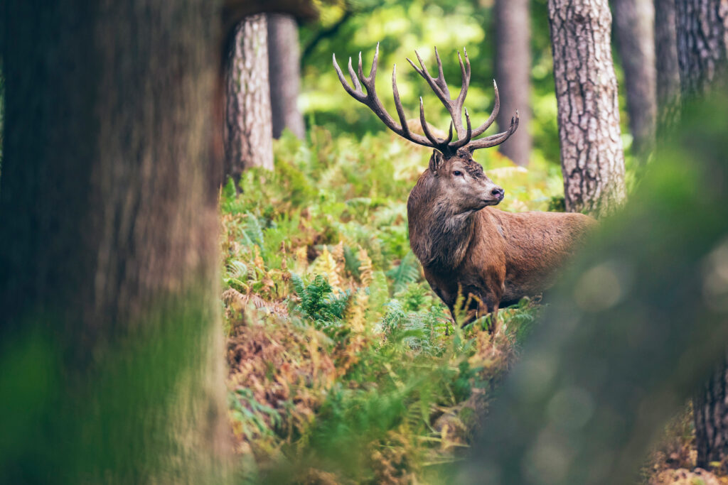Red deer stag between ferns in autumn forest.